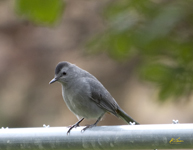 Gray Catbird 5942